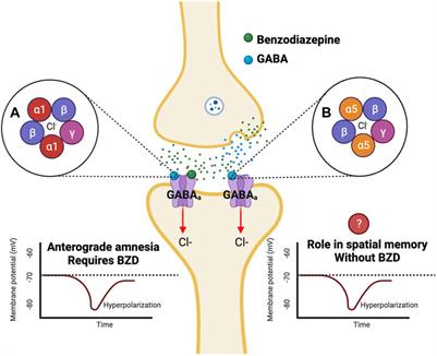 Benzodiazepine-induced anterograde amnesia: detrimental side effect to novel study tool